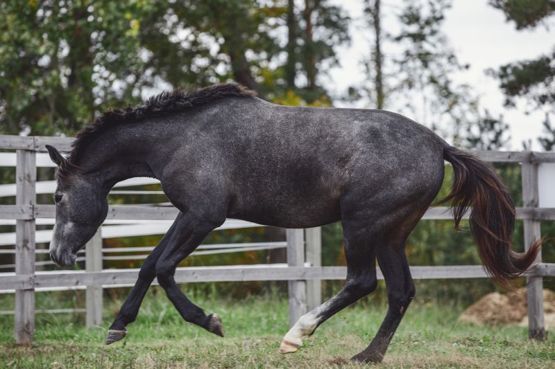 Paddock Fence Installation in Pearland, TX